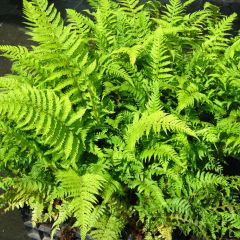 Polystichum setiferum Dahlem - Fougère
