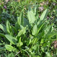 Oseille sauvage - Rumex acetosa