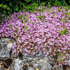 Saponaria ocymoides - Saponaire de Montpellier