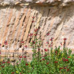 Sauge arbustive - Salvia microphylla Royal Bumble