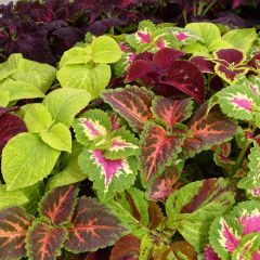 Graines de Coléus Wizard en mélange - Solenostemon scutellaroides