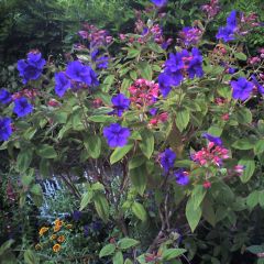 Tibouchina urvilleana - Tibouchine d'Urville