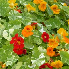 Graines de Capucine naine Alaska en mélange - Tropaeolum majus