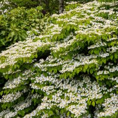 Viorne de Chine - Viburnum plicatum Mariesii Great Star
