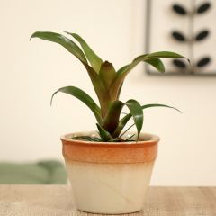 Vriesea Ida