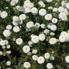 Camomille Romaine - Chamaemelum nobile Ligulosum