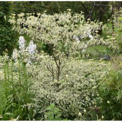 Cornus alternifolia Argentea - Cornouiller panaché à feuilles alternes