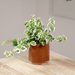 Ficus pumila Bellus - Ficus nain panaché