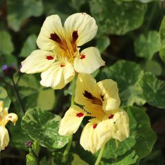 Graines de Capucine naine Cream Troika -Tropaeolum majus