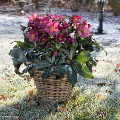 Hellébore Ice n' Roses Red 