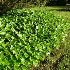 Lierre d'ornement - Hedera helix Green Ripple