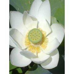 Lotus des Indes, Lotus sacré -blanc-