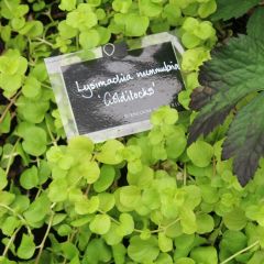 Lysimachia nummularia Goldilocks - Herbe aux écus