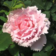 Rosier à grandes fleurs Sophie Rochas