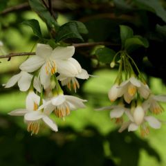 Styrax japonica - Styrax japonais