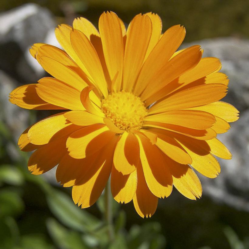 Graines de Calendula officinalis - Souci des Jardins (Flowering)