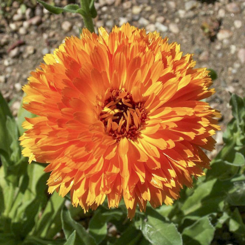 Graines de Calendula officinalis Ball’s Orange - Souci des Jardins (Flowering)