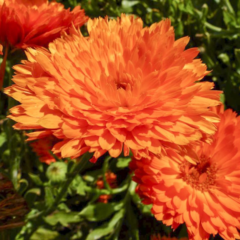 Graines de Calendula officinalis Candyman Orange - Souci des Jardins (Flowering)