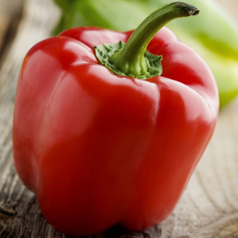Piment doux d'Espagne Yolo Wonder - Poivron - Vilmorin (Récolte)
