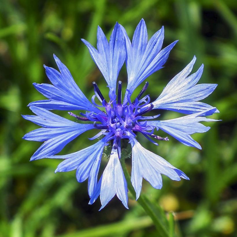 Graines de Centaurée bleuet double en mélange - Centaurea cyanus (Flowering)