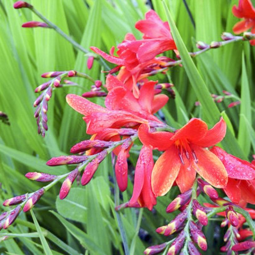 Crocosmia hybride Philippa Browne - Montbretia (Floraison)