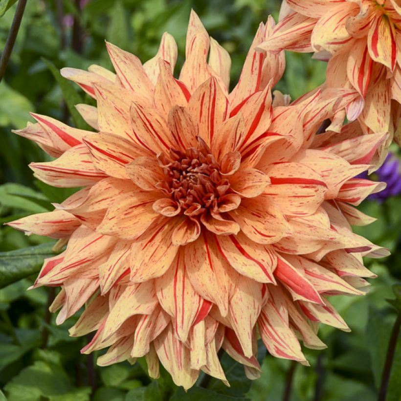 Dahlia décoratif Clown (Flowering)