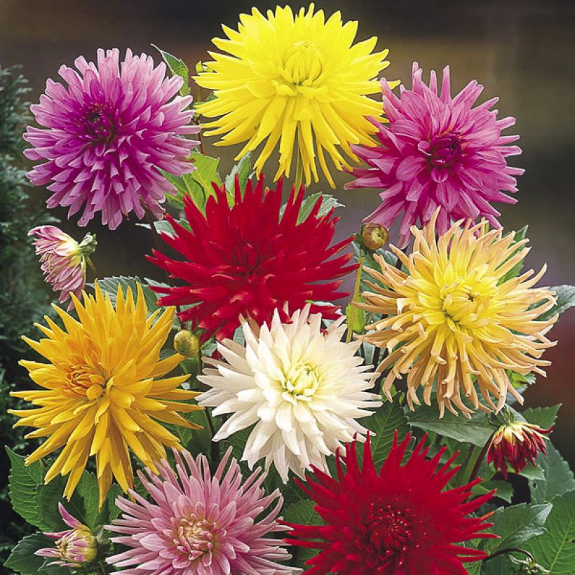 Graines de Dahlia Cactus Hybrids Mix (Flowering)