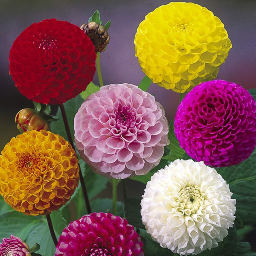 Graines de Dahlia Pompon double en mélange (Flowering)