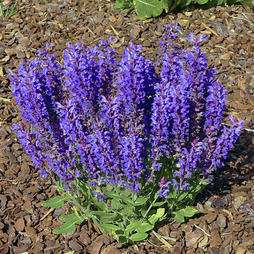 Salvia nemorosa Blue Bouquetta - Sauge des bois (Port)