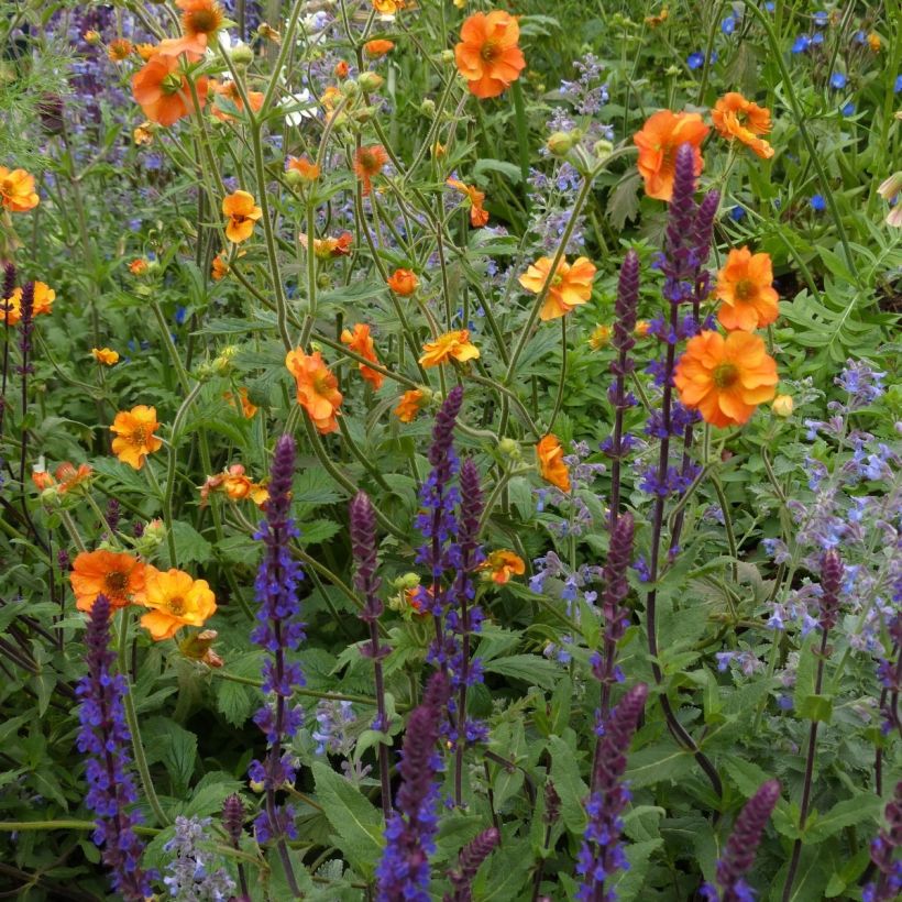 3 Vivaces indispensables pour l'été (Floraison)