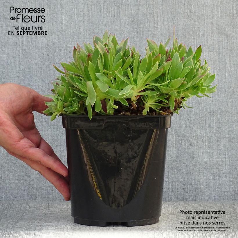 Example of Aeonium arboreum Cornish Tribute - Aéonium en arbre Pot de 3L/4L as you get in automne