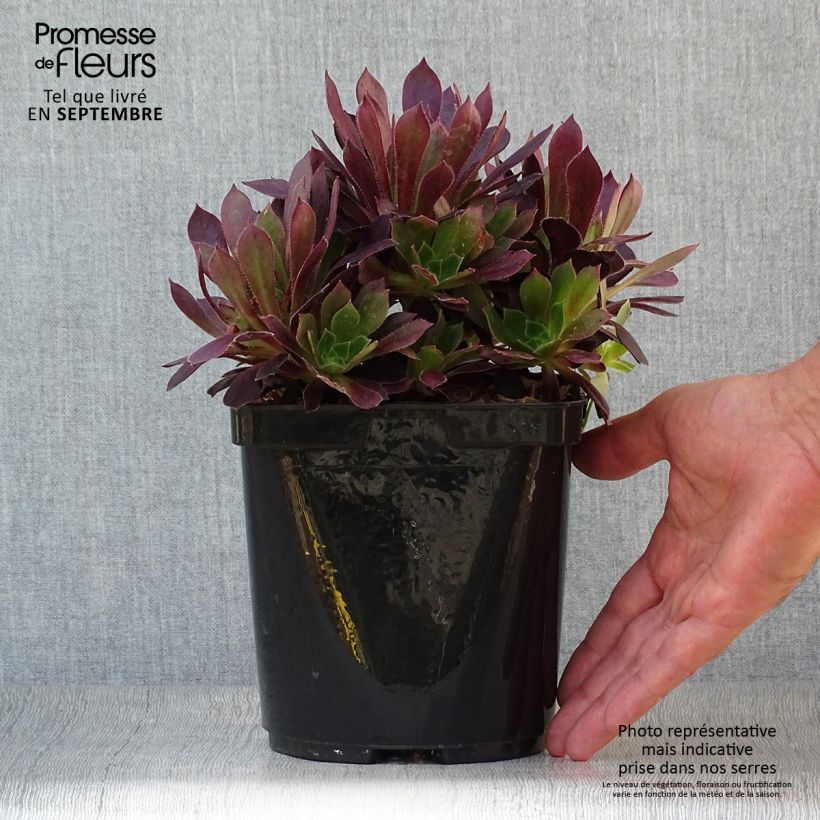 Example of Aeonium arboreum Du Rozzen - Aéonium en arbre Pot de 3L/4L as you get in automne