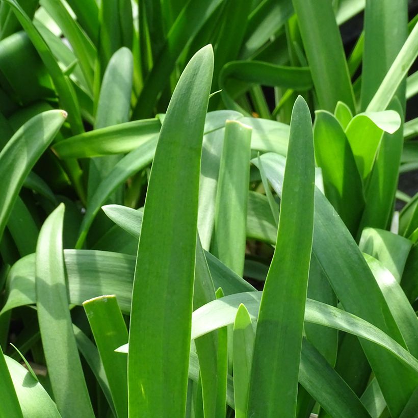 Agapanthe Vallée de la Sarthe (Foliage)