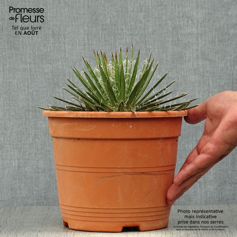 Spécimen de Agave filifera Pot de 1,5L/2L tel que livré en été
