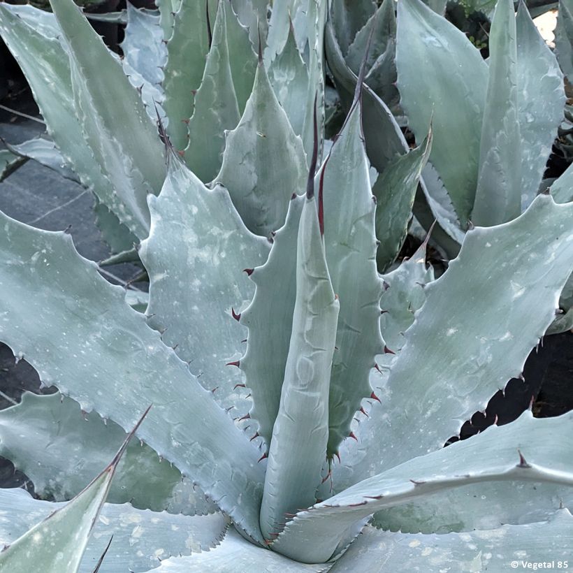 Agave durangensis (Foliage)