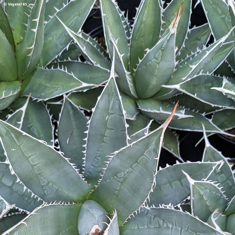 Agave kerchovei (Foliage)