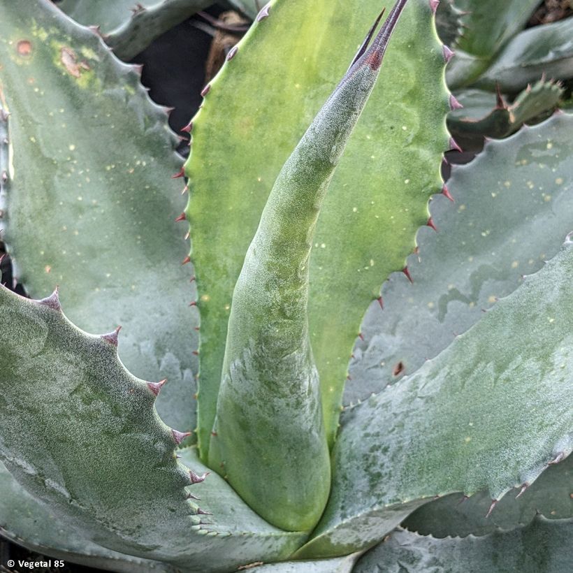 Agave salmiana - Agave de Salm (Foliage)