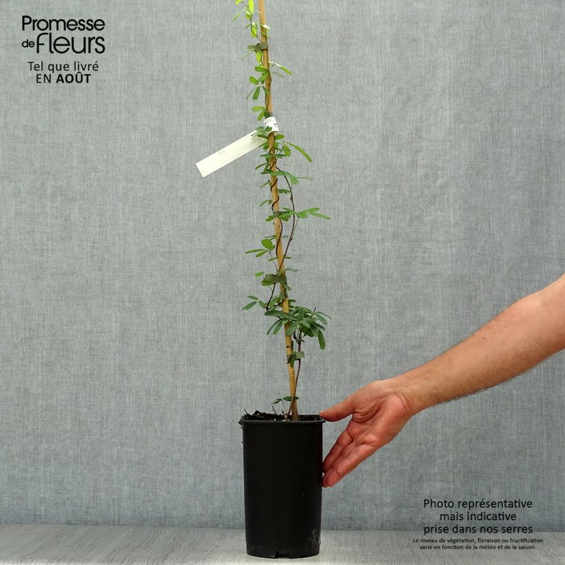 Spécimen de Akebia longeracemosa - Akébie à longue grappe Pot de 2L/3L tel que livré en été
