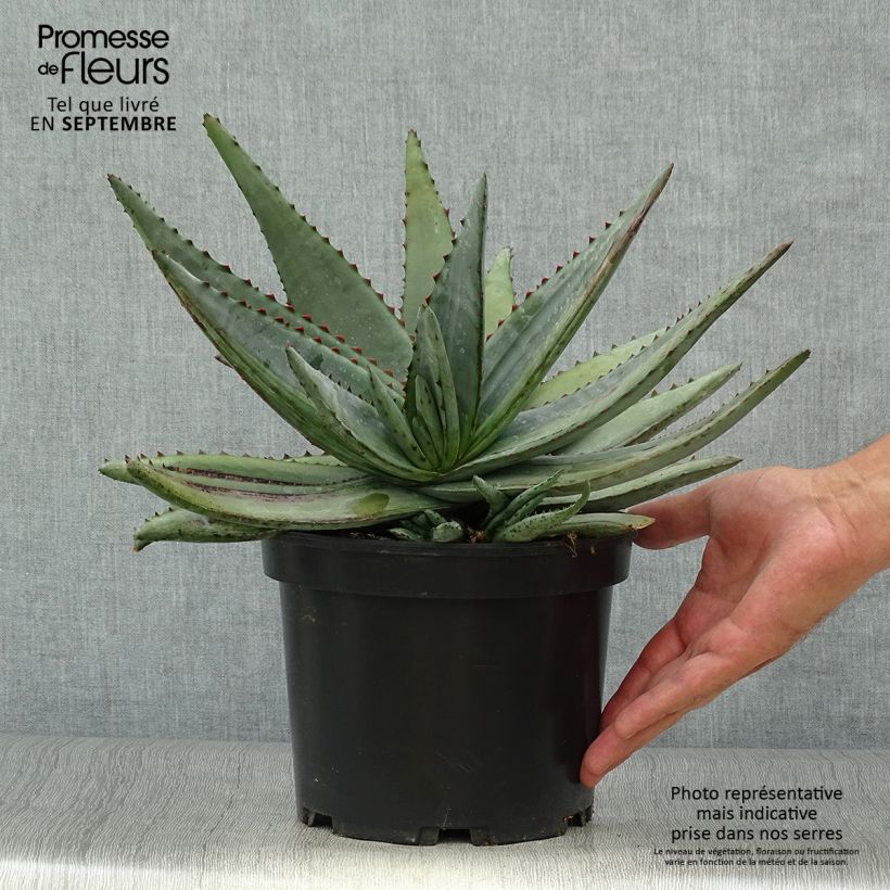 Spécimen de Aloe conifera Twirl - Aloès de Madagascar Pot de 3L/4L tel que livré en automne