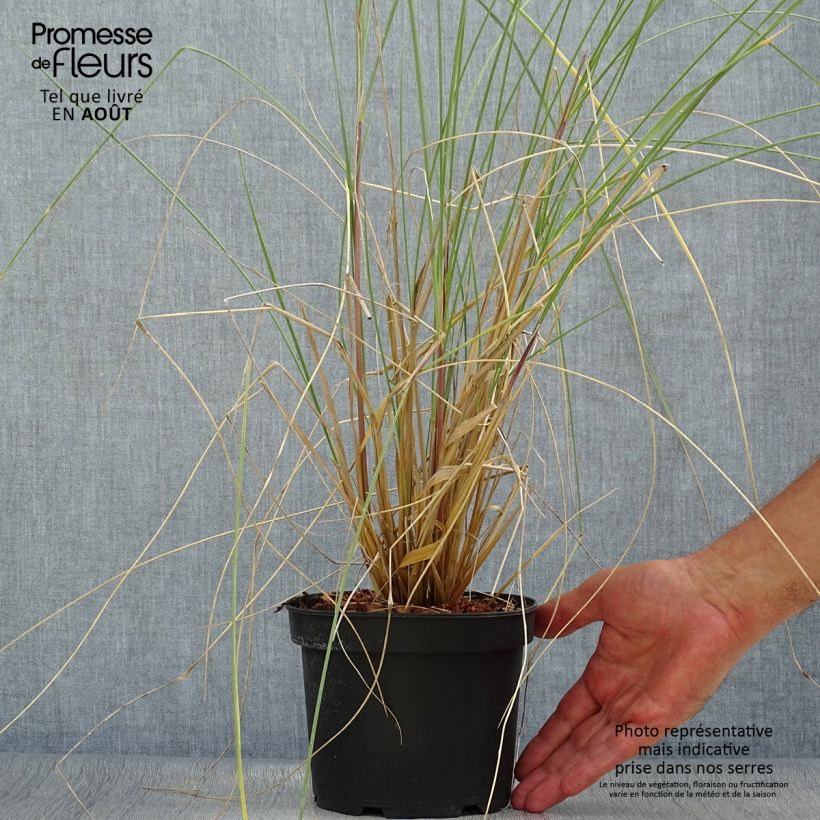 Spécimen de Ammophila arenaria - Oyat - Roseau des sables Pot de 2L/3L tel que livré en été