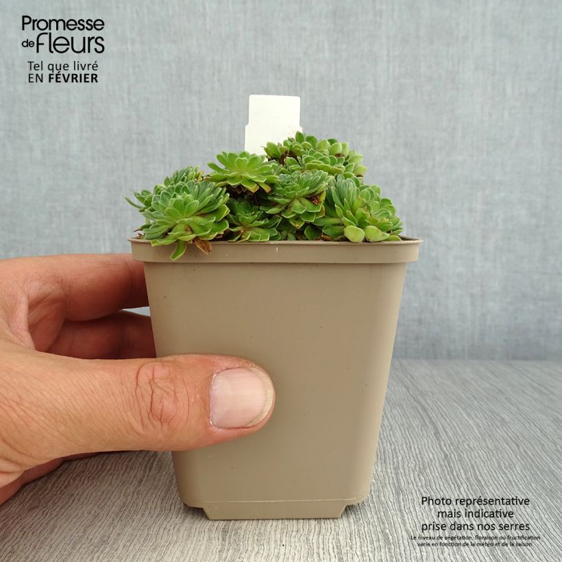 Example of Androsace sarmentosa Godet de 8/9 cm as you get in automne