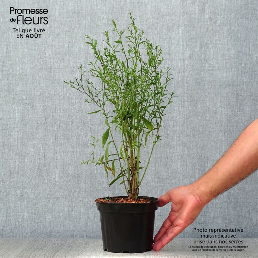 Spécimen de Aster cordifolius Blue Heaven Pot de 2L/3L tel que livré en été