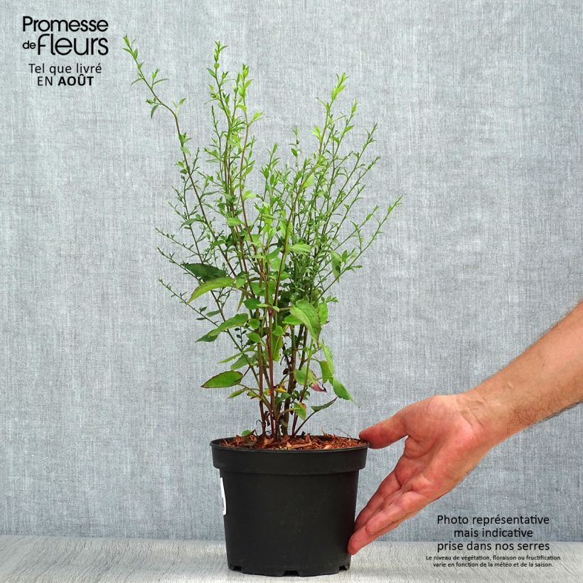 Spécimen de Aster ageratoides Ezo Murasaki Pot de 2L/3L tel que livré en été