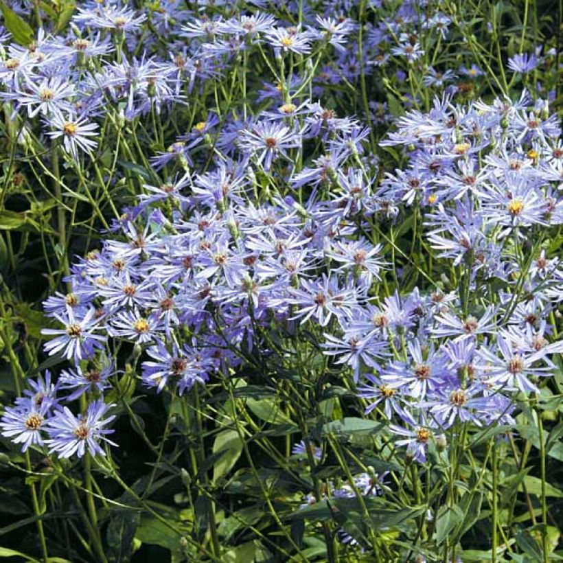 Aster macrophyllus twilight (Plant habit)