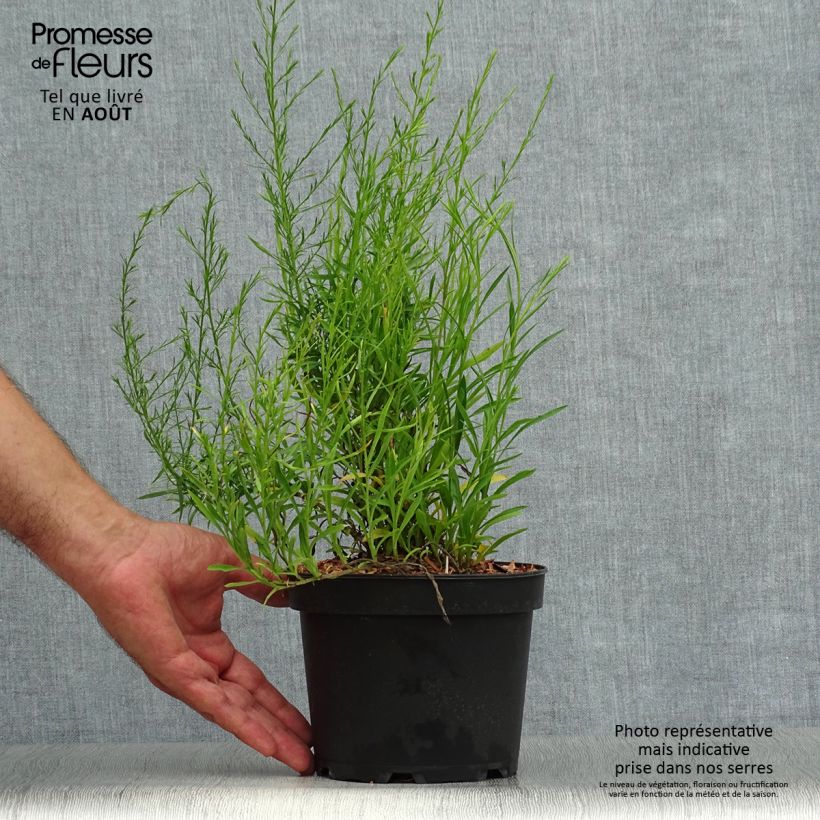 Spécimen de Aster pringlei Monte Cassino Pot de 2L/3L tel que livré en été