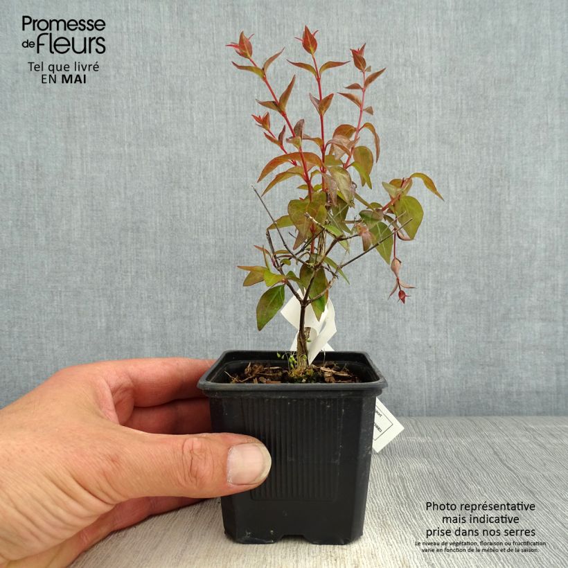 Example of Abelia Edward Goucher Godet de 8/9 cm as you get in printemps