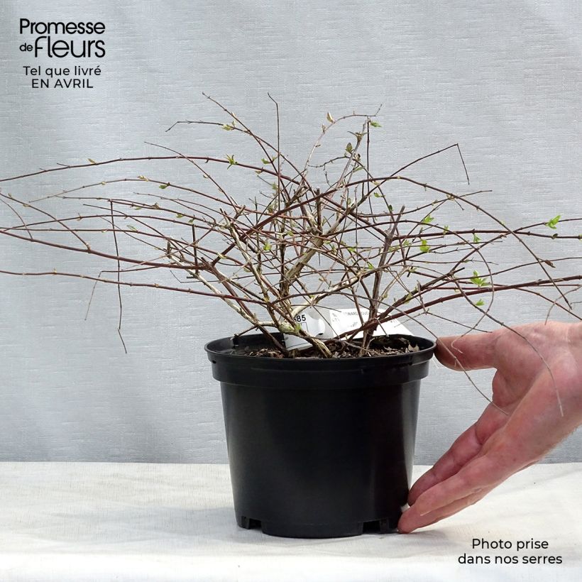 Example of Abelia Edward Goucher Pot de 1L/1,5L as you get in printemps