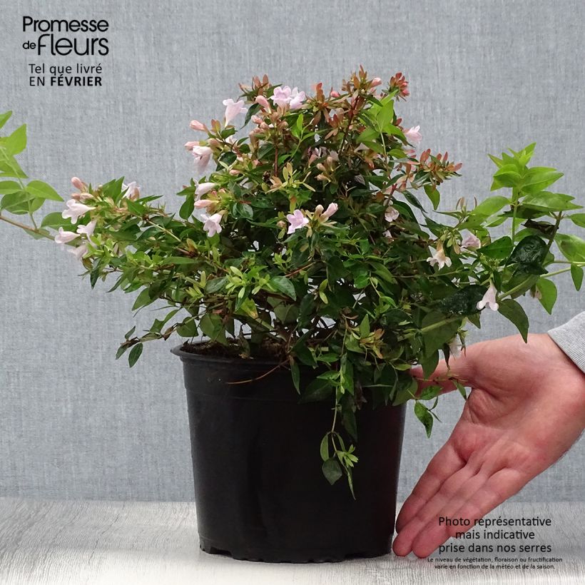 Spécimen de Abelia Edward Goucher Pot de 1L/1,5L tel que livré en automne