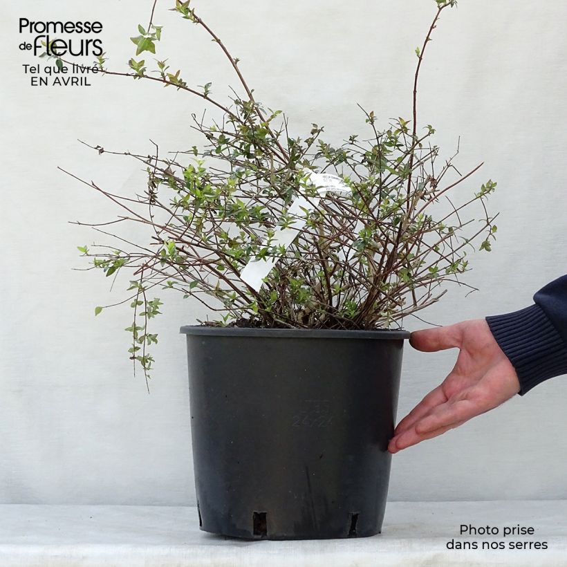Example of Abelia Edward Goucher Pot de 7,5L/10L as you get in printemps