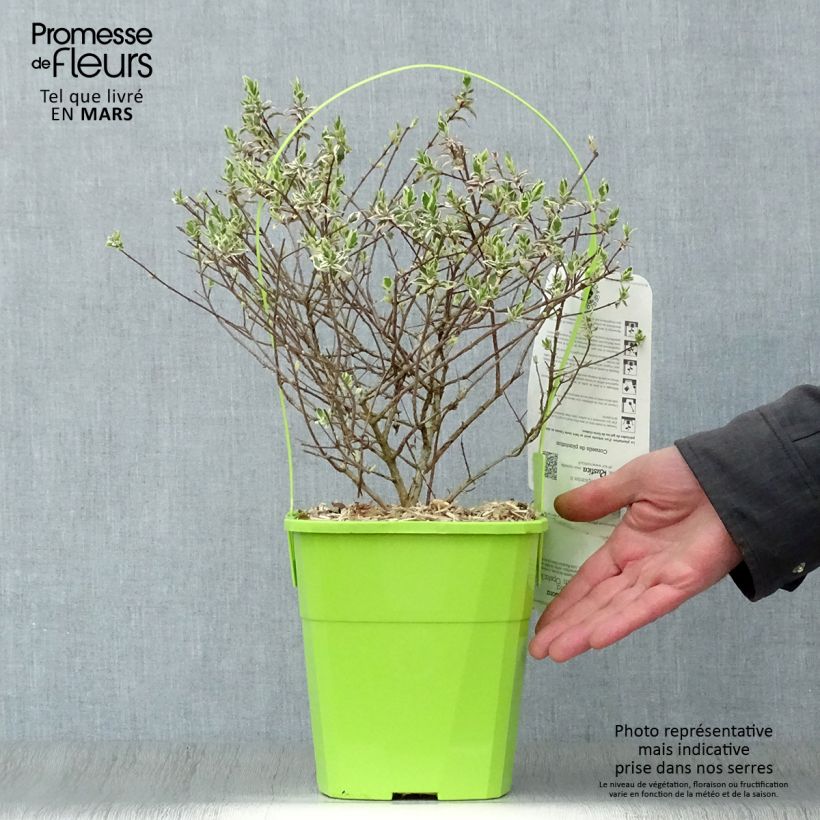 Example of Abelia Magic Daydream Pot de 3L/4L as you get in printemps